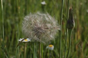 löwenzahn pusteblume wiese gänseblümchen