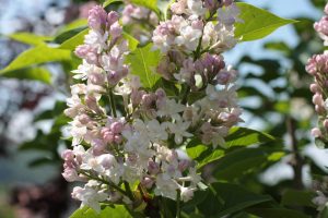 foto flieder simone boll webdesign