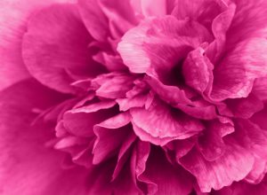 fotos simone boll webdesign pfingstrose